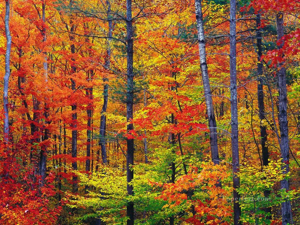 ニューハンプシャー州の明るい紅葉の秋油絵